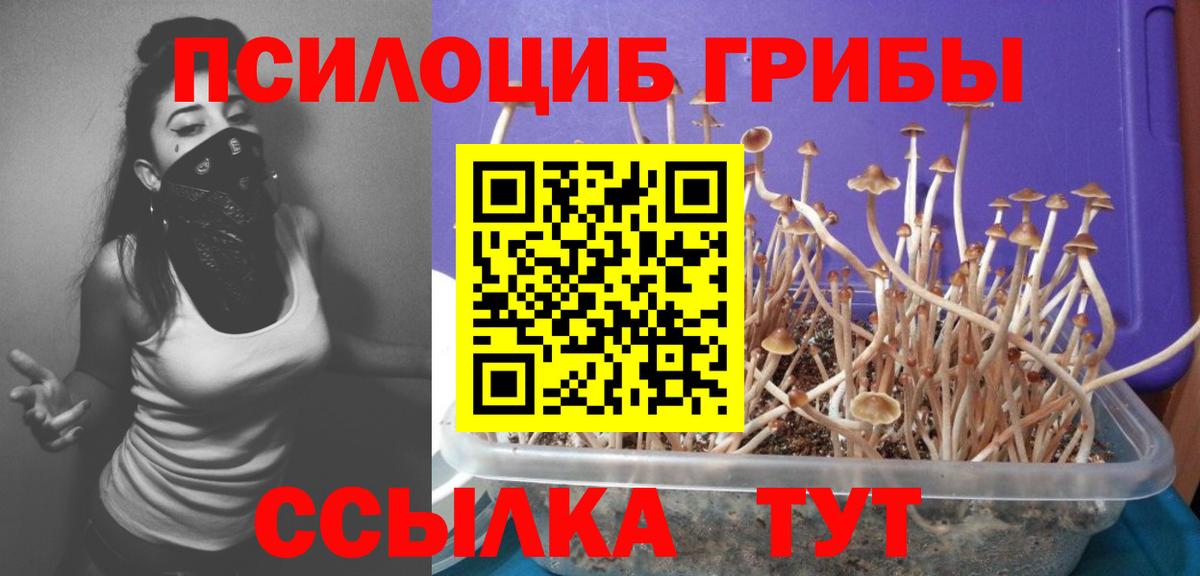 Галлюциногенные грибы Psilocybine cubensis Сызрань